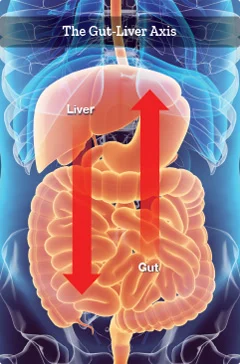 The Gut-Liver Axis