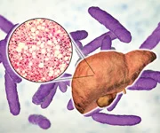 stylized illustration of healthy liver cross-section, with gut microbiome in the background