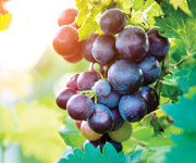 plants growing in a beaker
