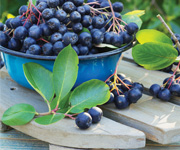 plants growing in a beaker