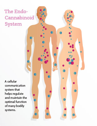 Chart of the endocannabinoid in body